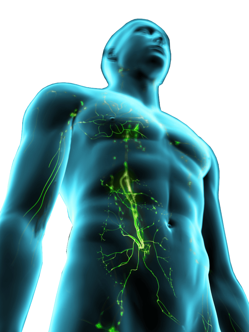 3D image of a human body with highlighted vein using the ICG dye injection
